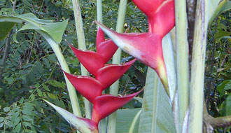 Becs de perroquet - Guyane