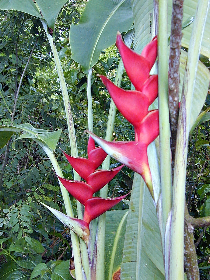 Becs de perroquet – Guyane