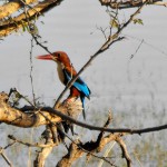 Martin pêcheur - Sawai Madhopur, Ranthambhore, Inde