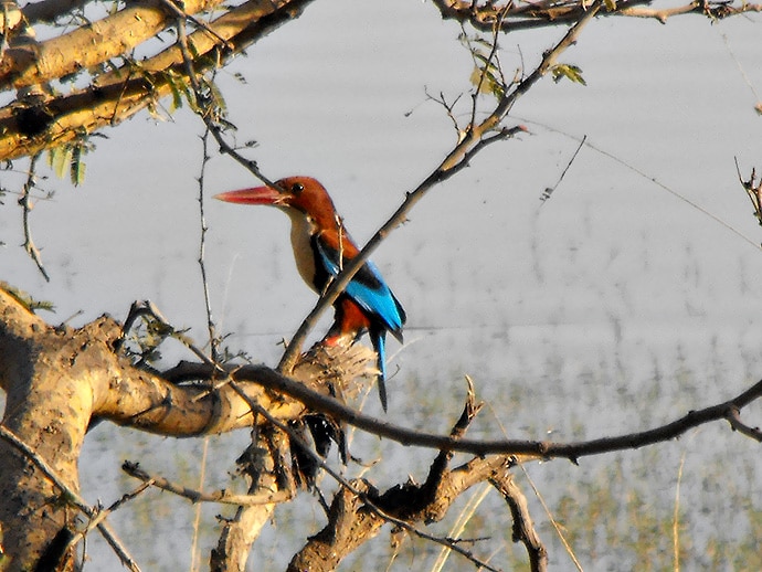 Martin pêcheur - Sawai Madhopur, Ranthambhore, Inde