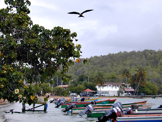 Martinique : Tartane