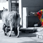 Inde : noir et blanc, couleurs indiennes