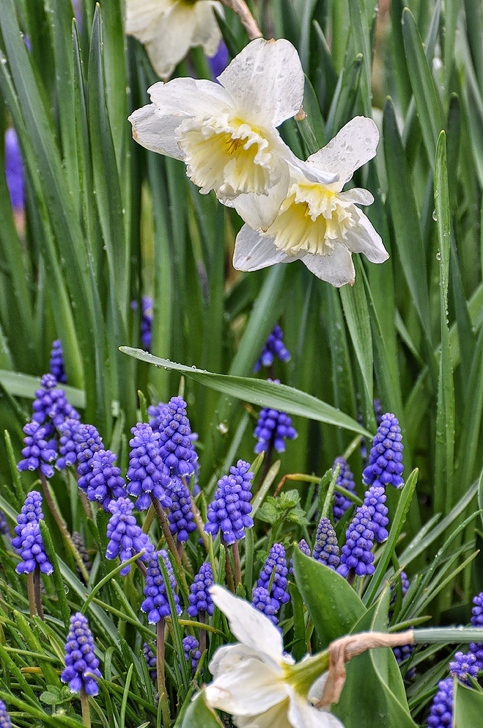 Fleurs de printemps