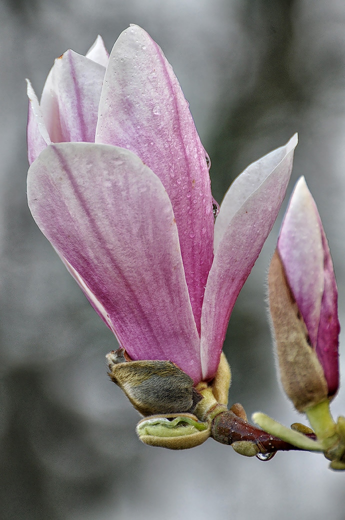 Fleur de magnolia