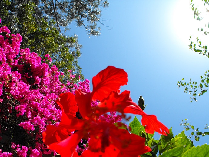 Flore Indienne