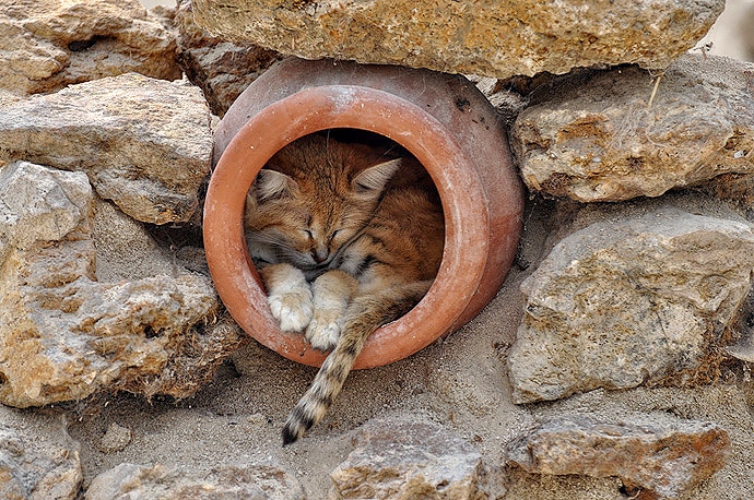 Chat des sables