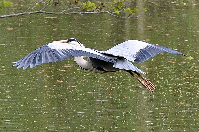 Un héron survole l'étant du parc des félins