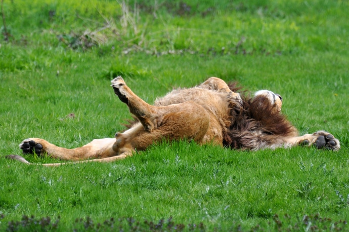 Ce lion est-il exhibitionniste ?