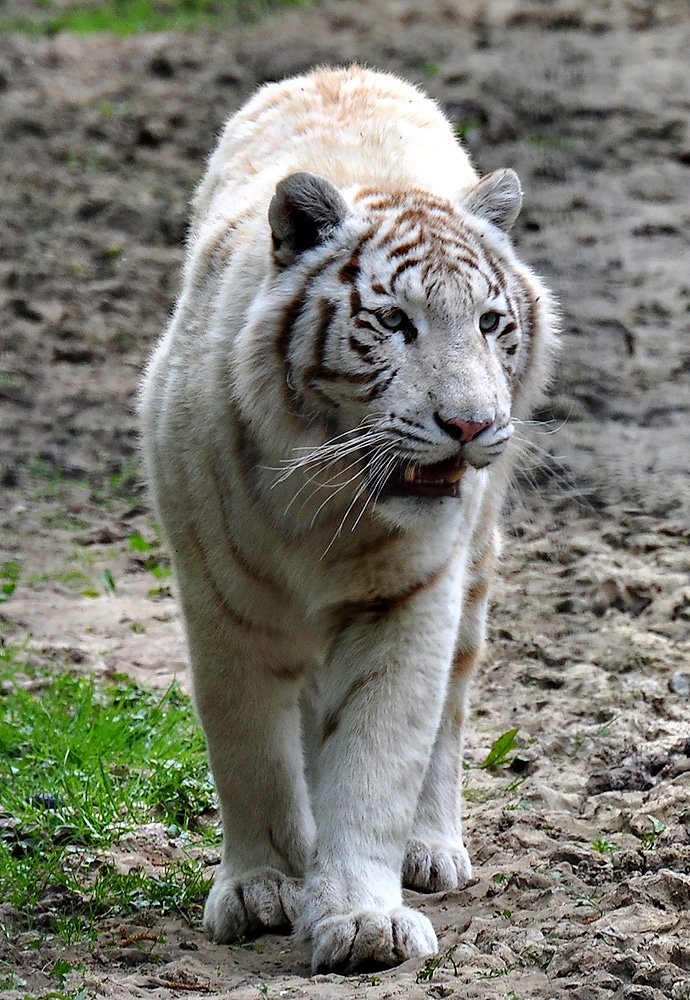 Tigre blanc