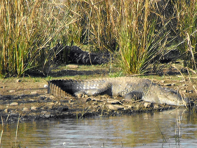 Alligators