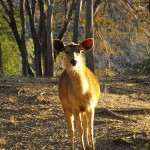 Daim - Inde, Ranthambhore