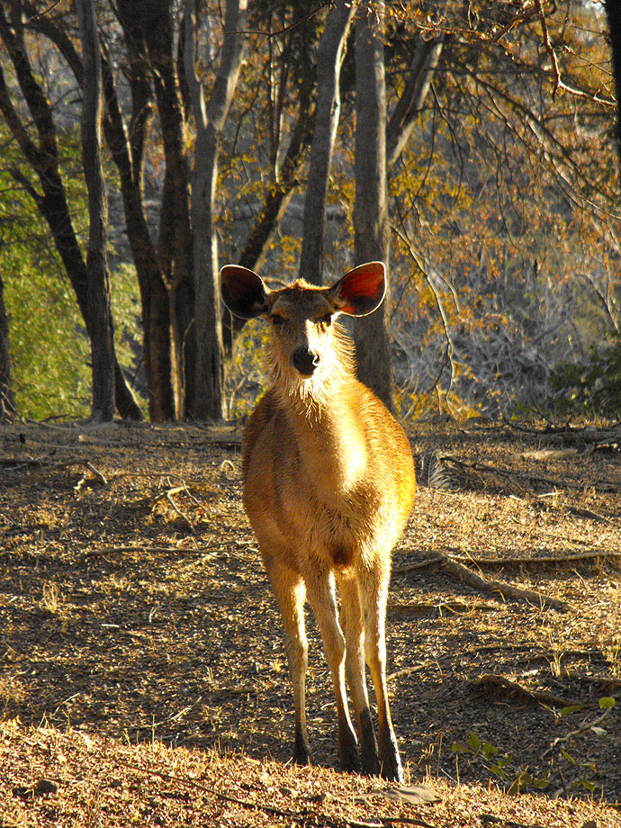 Daim - Inde, Ranthambhore