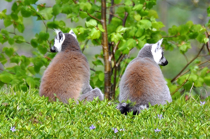 Lémuriens : vieux couple ?