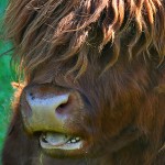 Vache des Highlands, Écosse