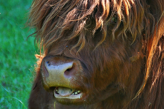 Vache des Highlands, Écosse