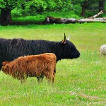Vache des Highlands, Écosse