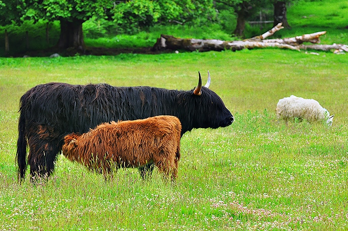 Vache des Highlands, Écosse