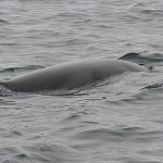 Baleine, petit rorqual, Highlands, Écosse