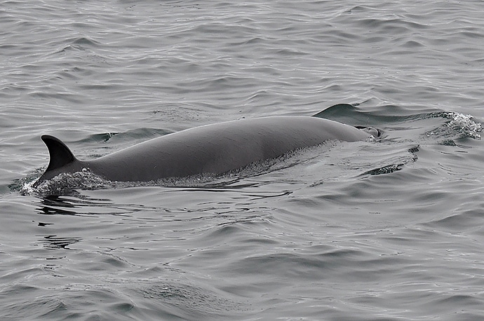 Baleine, petit rorqual, Highlands, Écosse