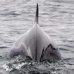 Voir des baleines en Ecosse