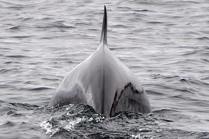 Voir des baleines en Ecosse