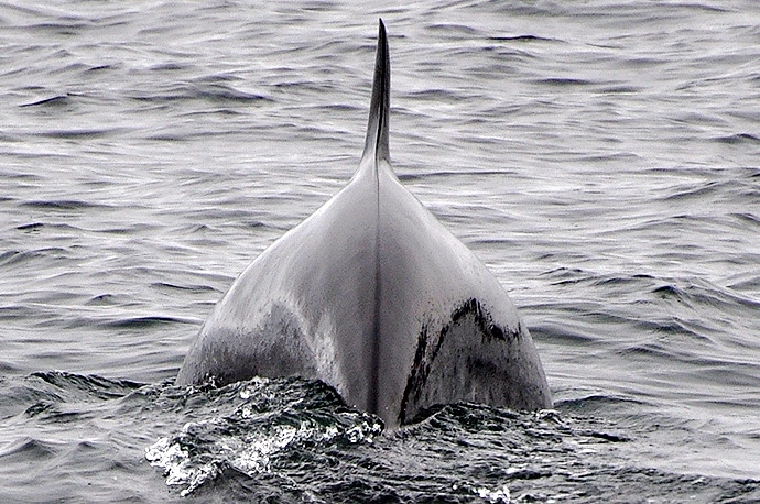 Voir des baleines en Ecosse