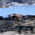 Aigle à tête blanche, Ecosse