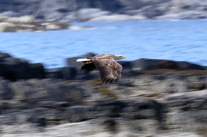 Aigle à tête blanche, Ecosse