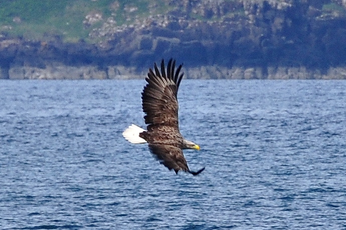 Aigle, Pygargue à tête blanche, Highlands, Écosse