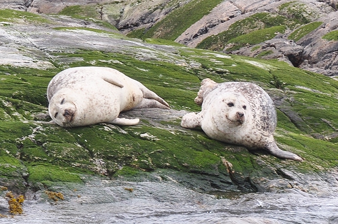 Les phoques veaux marins