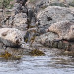Phoques gris, Highlands, Écosse