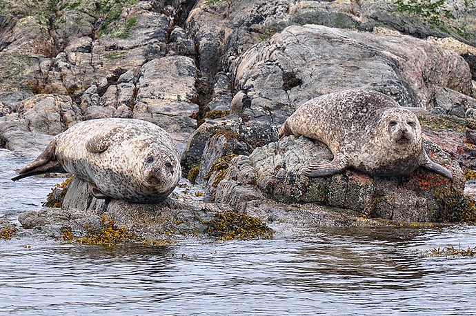 Phoques gris, Highlands, Écosse