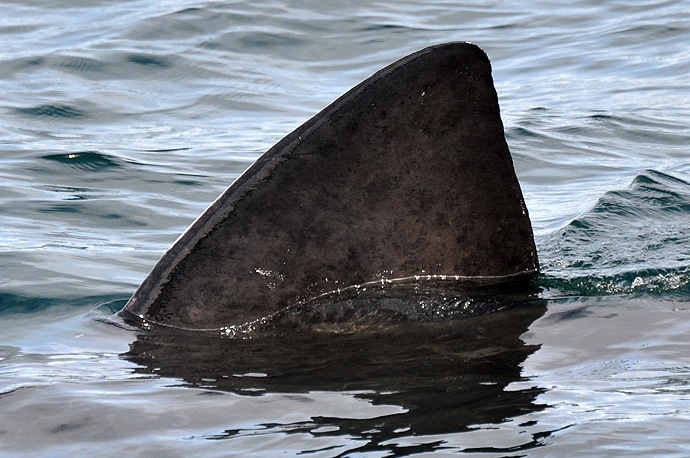 Requin pèlerin, Ecosse
