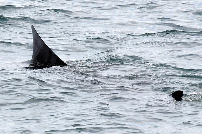 Voir des requins en Ecosse