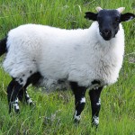 Ecosse, Mouton des Highlands ou Scottish sheep