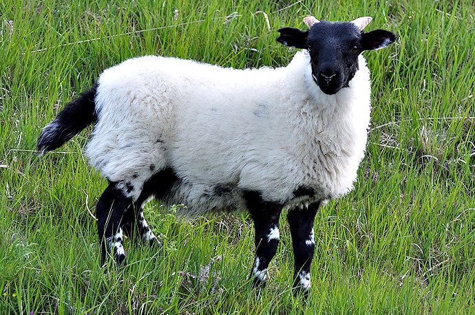 Ecosse, Mouton des Highlands ou Scottish sheep