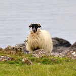 Mouton des highlands ou Scottish sheep