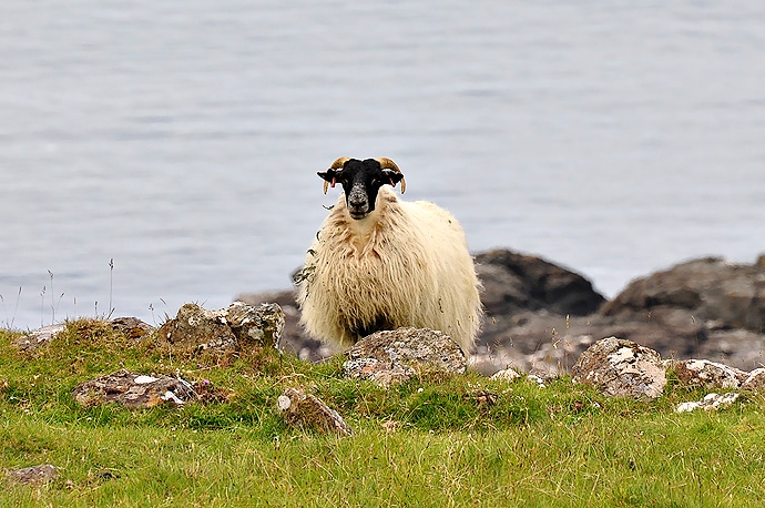 Mouton des highlands ou Scottish sheep