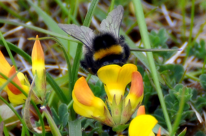 Ile de Mull, Ecosse