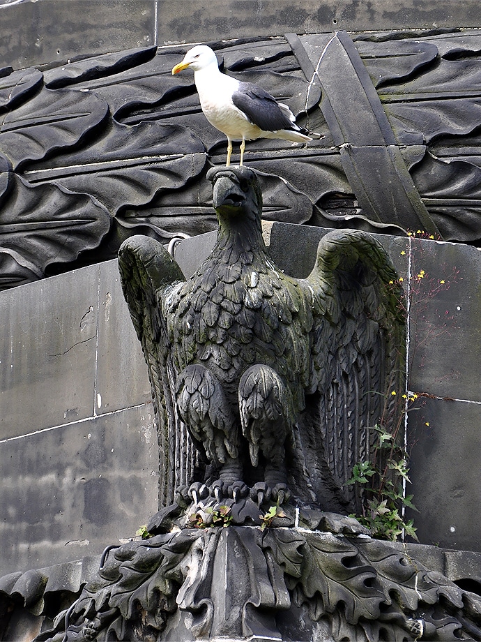 Goéland sur un aigle