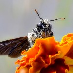 Abeille charpentière - Carpenter bee