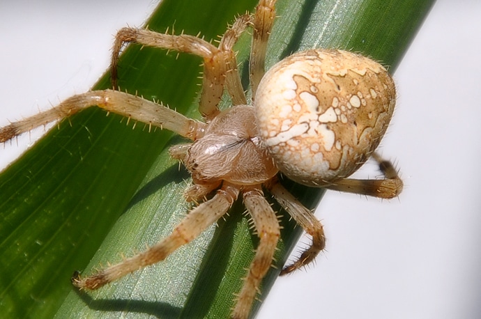 Araignée - Ile-de-France