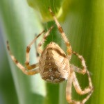 Araignée d'Ile-de-France