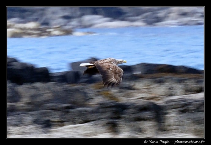 Aigle contre Fou de Bassan