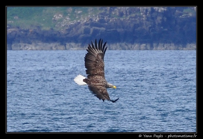 Aigle contre Fou de Bassan