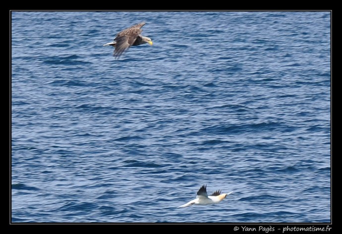 Aigle contre Fou de Bassan