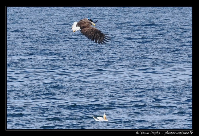 Aigle contre Fou de Bassan