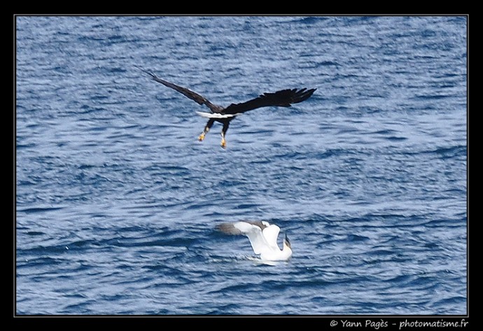 Aigle contre Fou de Bassan