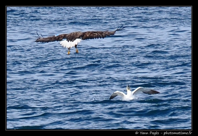 Aigle contre Fou de Bassan