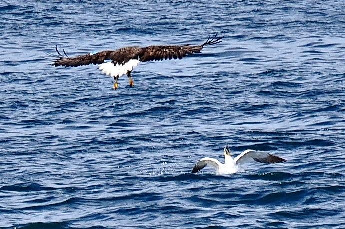 Aigle contre Fou de Bassan